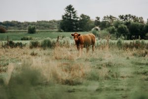 Élevage bovin, à Saint-Gilbert, Région de Portneuf